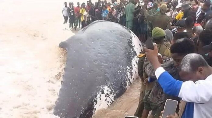 baleine